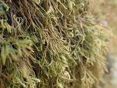 Anomodon longifolius