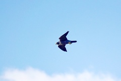 Falco peregrinus