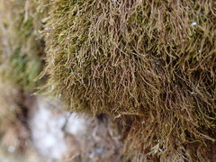 Anomodon longifolius