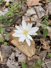 Sanguinaria