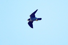 Falco peregrinus