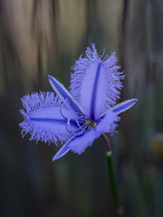 Thysanotus racemoides