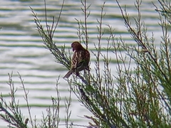Passer hispaniolensis hispaniolensis