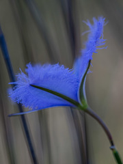 Thysanotus racemoides