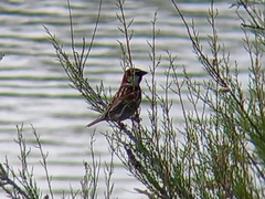 Passer hispaniolensis hispaniolensis