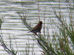 Passer hispaniolensis hispaniolensis