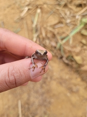 Dendropsophus anceps