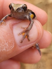 Dendropsophus anceps
