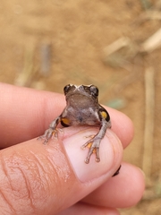 Dendropsophus anceps