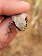 Dendropsophus anceps