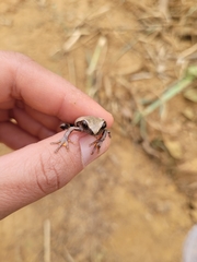 Dendropsophus anceps