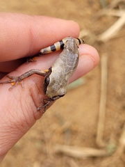 Dendropsophus anceps