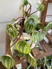 Peperomia argyreia