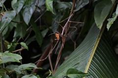 Phaethornis