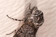 Prionoxystus macmurtrei