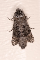 Prionoxystus macmurtrei