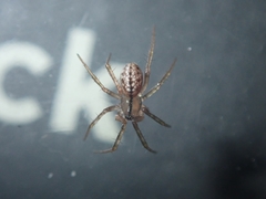 Stemonyphantes lineatus