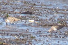 Calidris pusilla