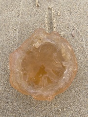 Catostylus tagi