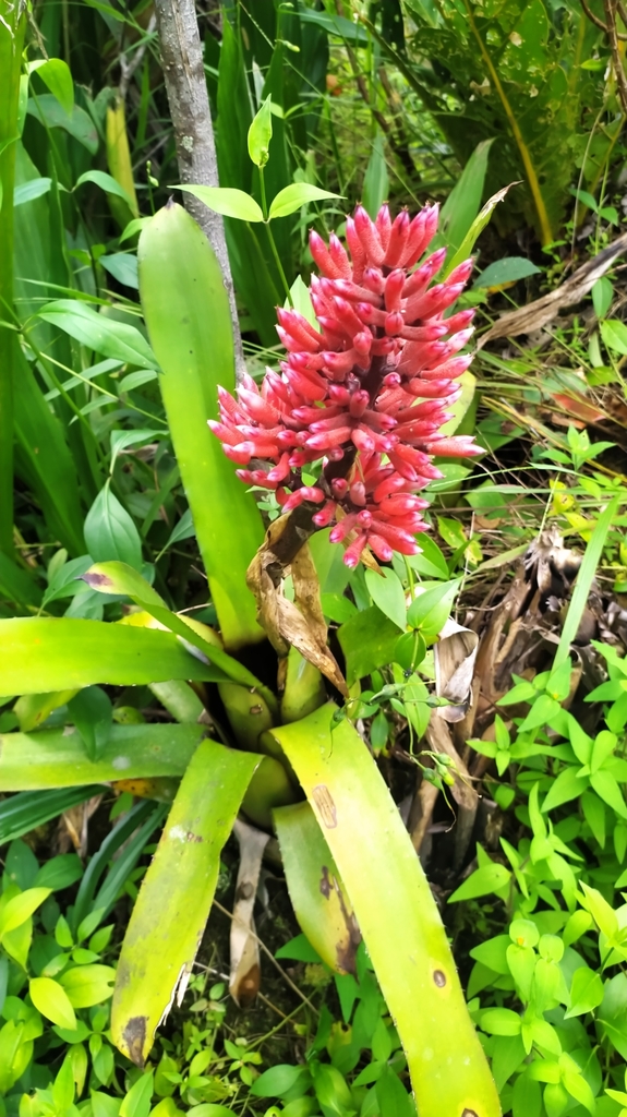 Aechmea melinonii
