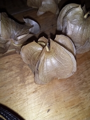 Nicandra physalodes