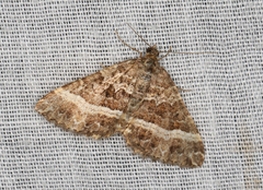 Chrysolarentia vicissata