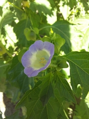 Nicandra physalodes