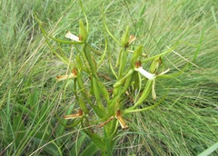 Habenaria clavata