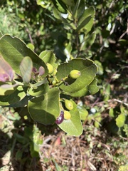 Santalum paniculatum