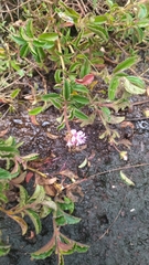 Ernestia confertiflora