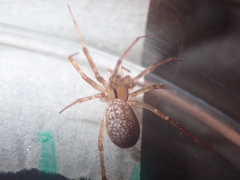 Stemonyphantes lineatus