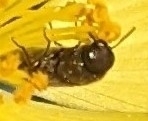 Acmaeodera neglecta neoneglecta