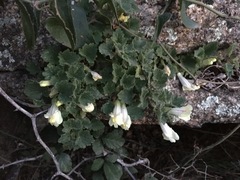 Asarina procumbens