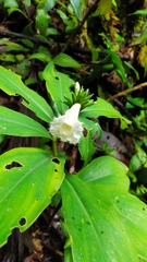 Chamaecostus congestiflorus