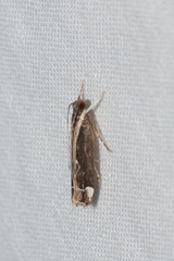 Chaliniastis astrapaea