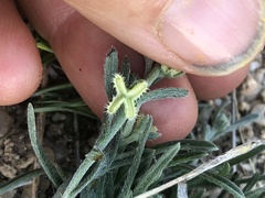 Pectocarya platycarpa