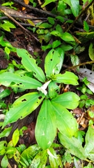 Chamaecostus congestiflorus