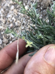 Pectocarya platycarpa