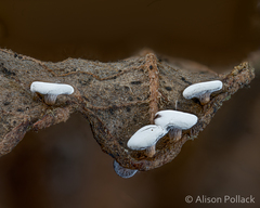 Diderma hemisphaericum