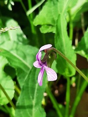 Viola inconspicua nagasakiensis