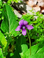 Viola inconspicua nagasakiensis