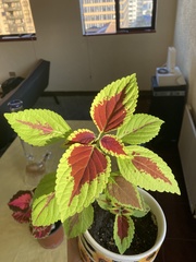 Coleus scutellarioides
