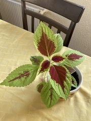 Coleus scutellarioides