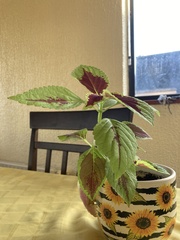 Coleus scutellarioides