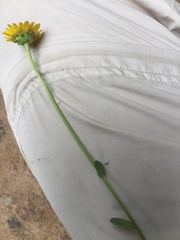 Coleostephus myconis