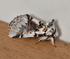 Aglaosoma periblepta