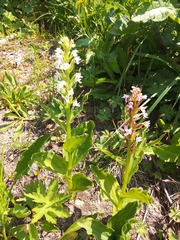 Galearis camtschatica