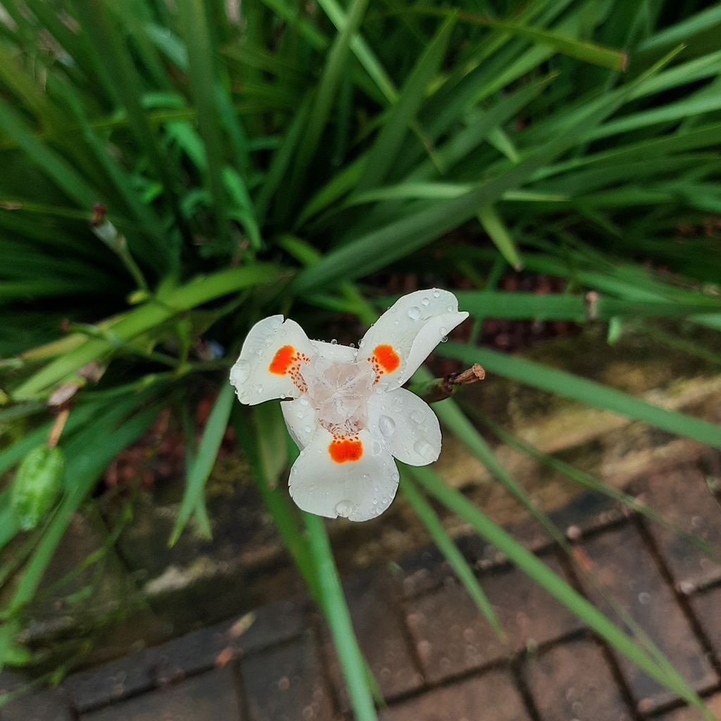 Hybrid African Iris