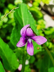 Viola inconspicua nagasakiensis