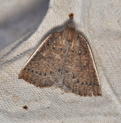 Authaemon stenonipha